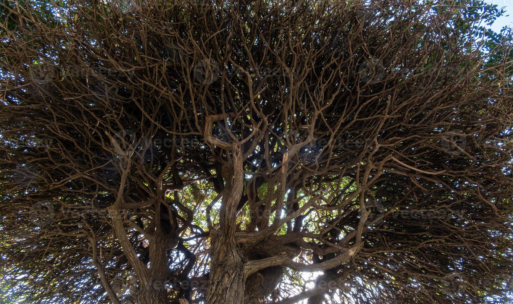 A tree with many branches photo