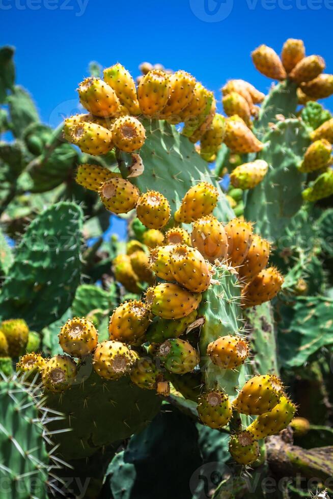 Prickly pear cactus plant  opuntia ficus-indica photo