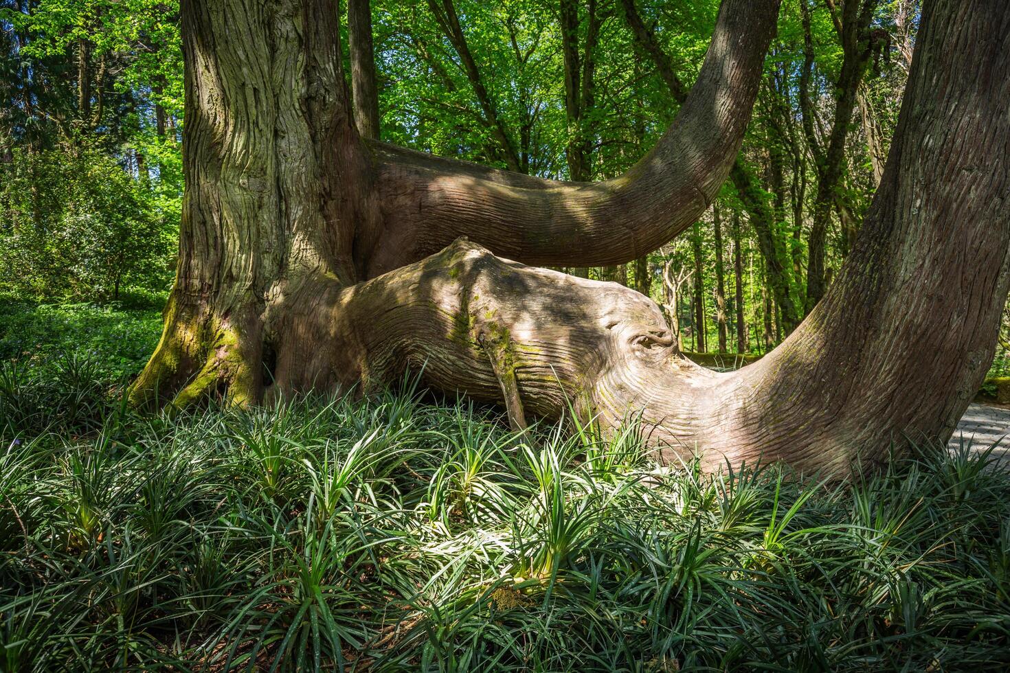 Portugal, jardín de monserrate palacio en sintra foto