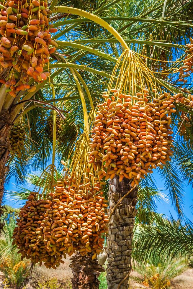 Tunisia, organic dates ripening on the palm tree in the Tunisia sunshine. photo