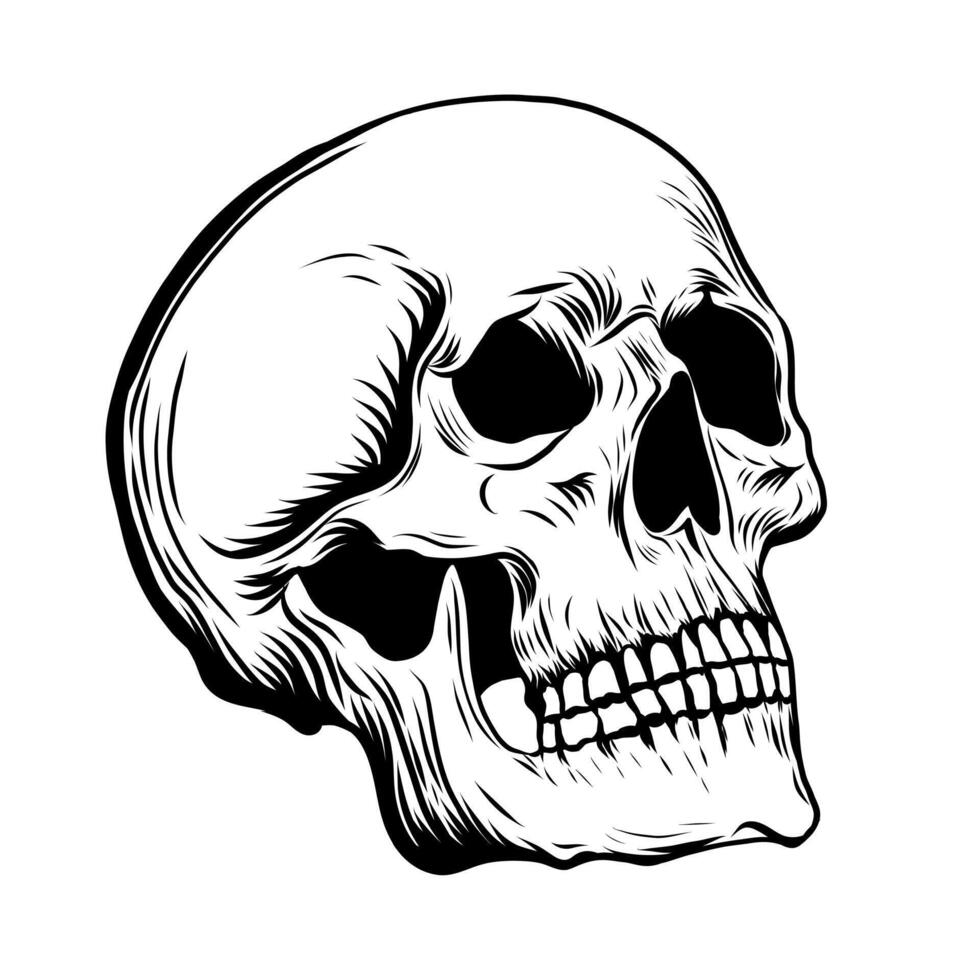 Engraving of Skull drawing in a vintage retro woodcut etched style. Black and white ink Sketch of human Skull isolated on white background. Monochrome vector illustration