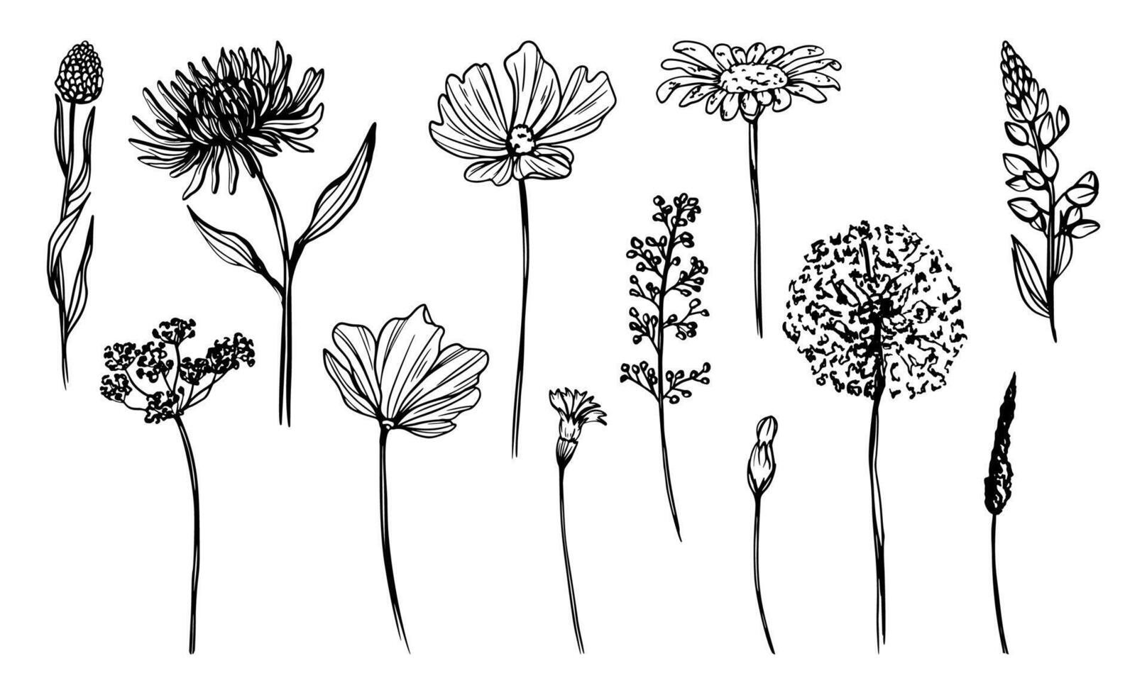 Floral Sketch Bundle, Hand Drawn Doodle Flowers vector