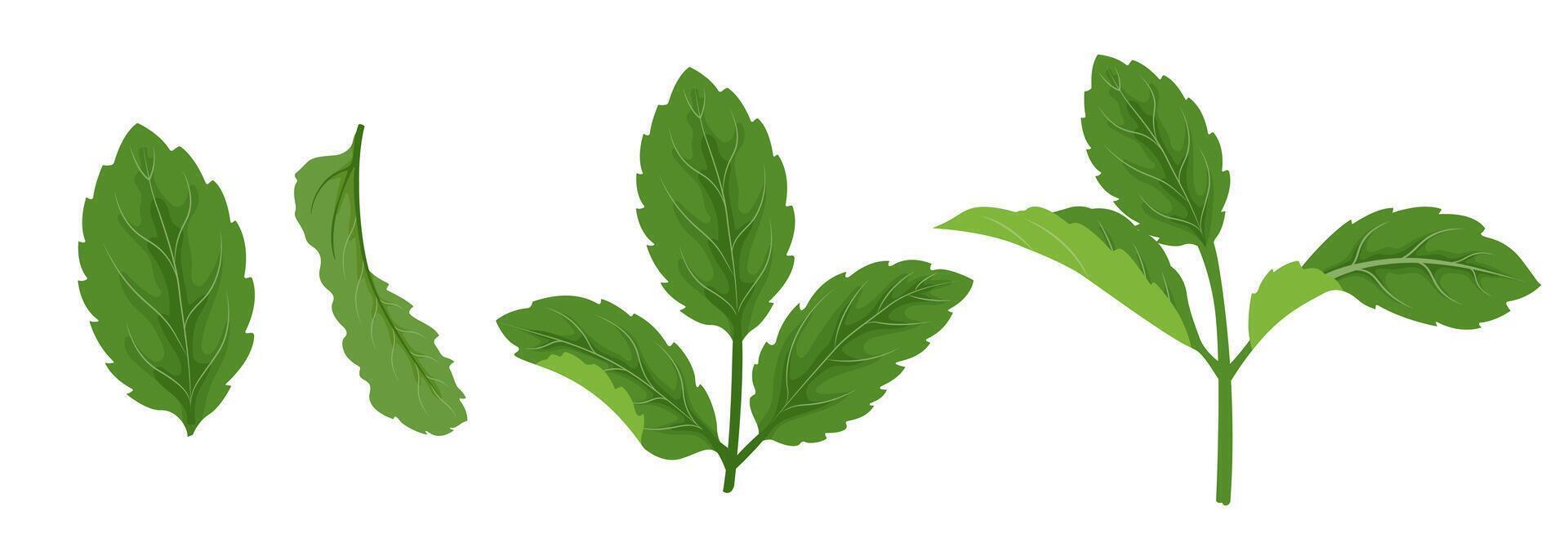 Set with mint leaves and sprigs of mint. vector