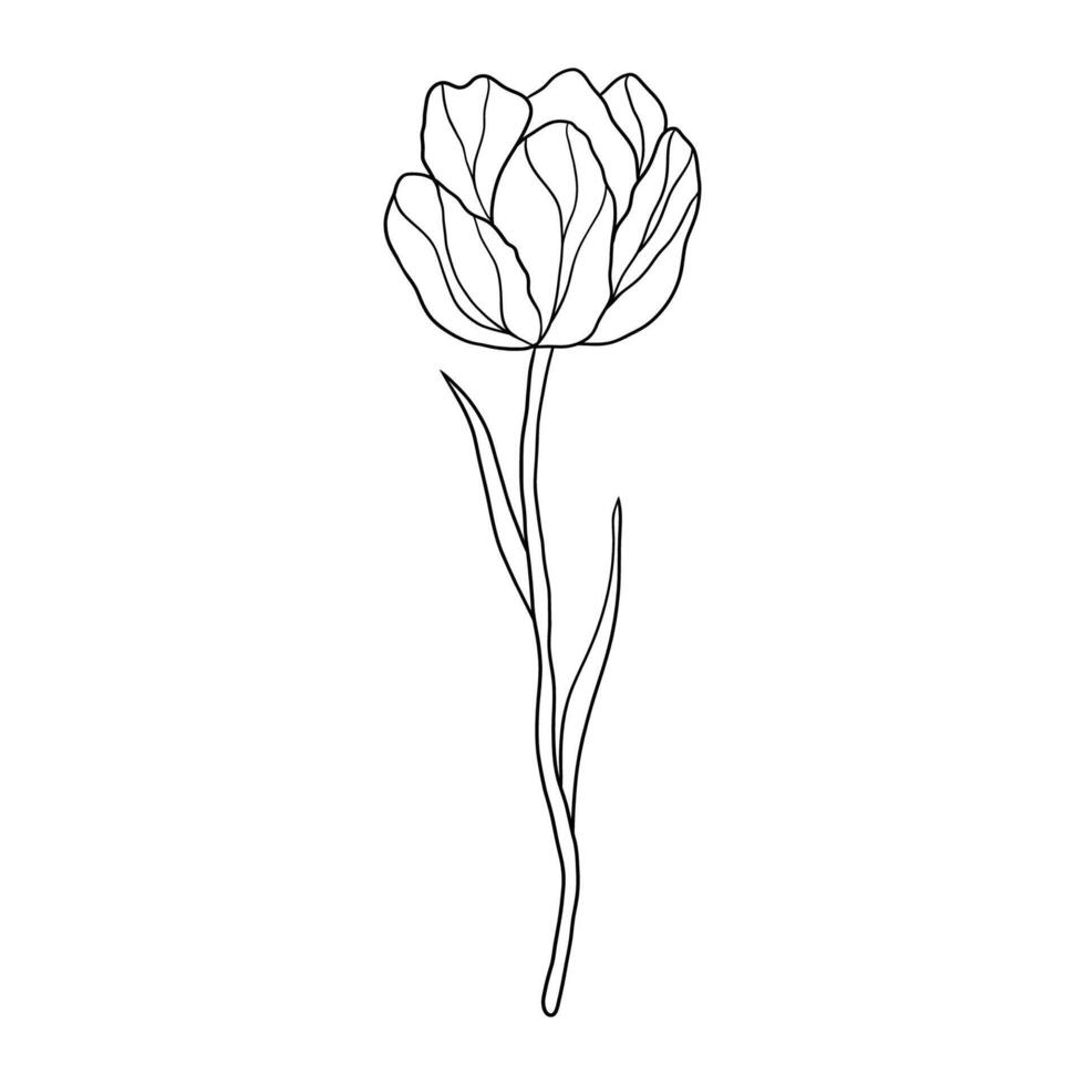 Tulip flower in doodle style vector