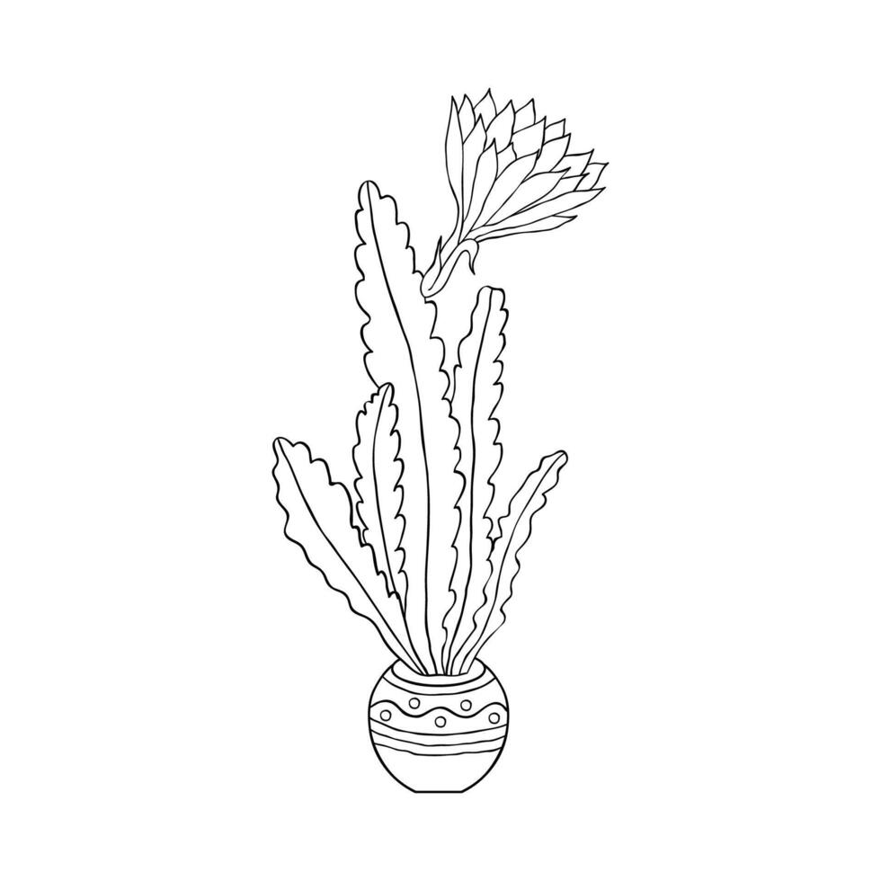 Cactus in doodle style vector