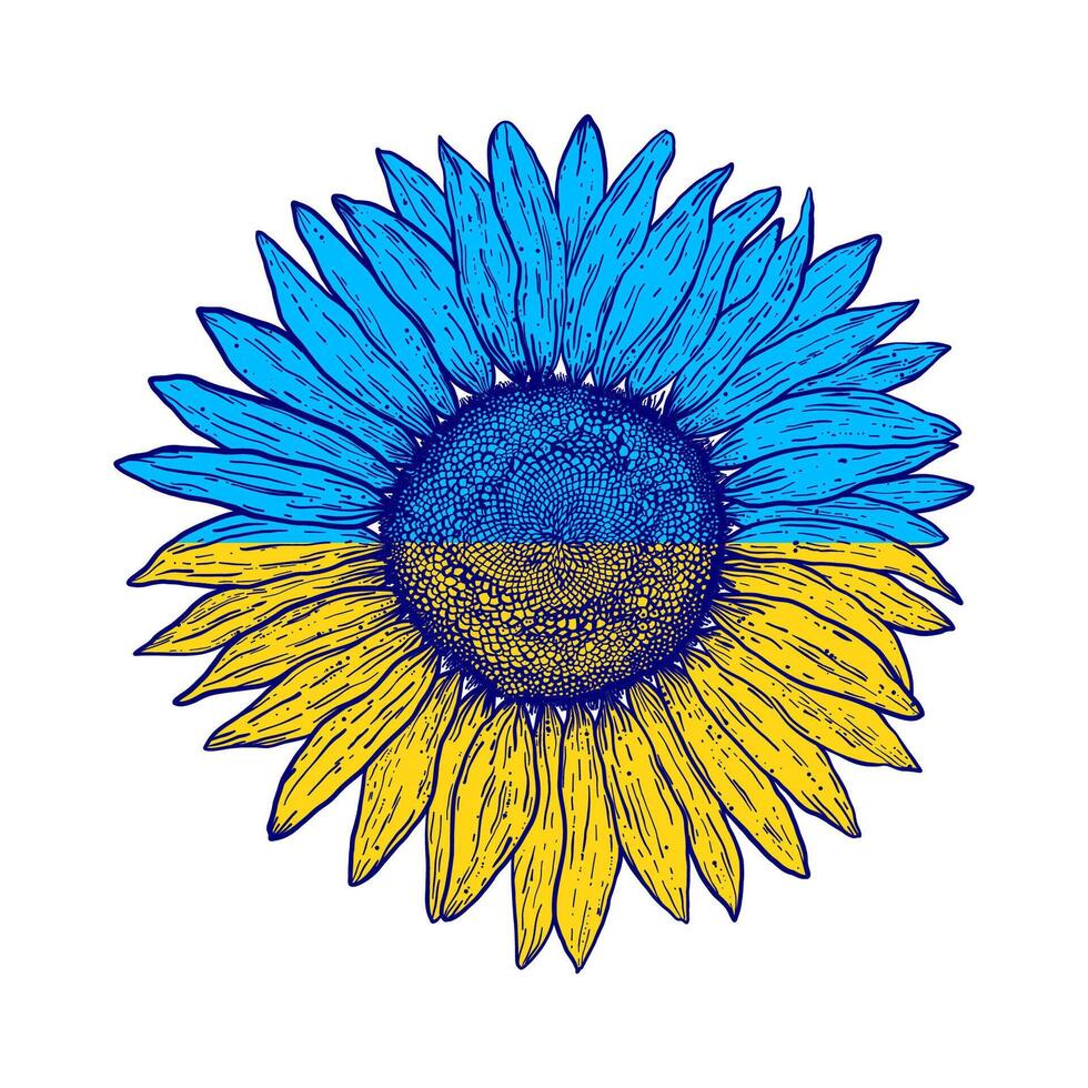 Sunflower  in vintage style vector