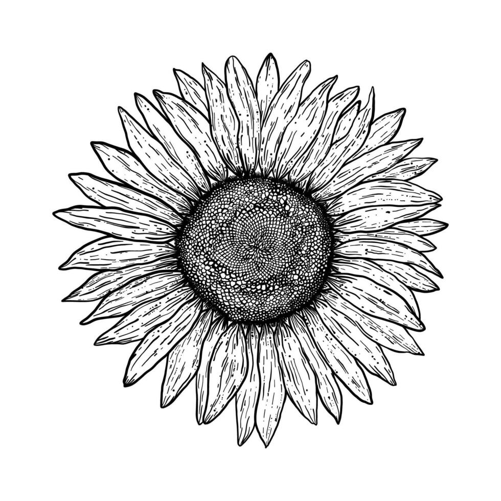 girasol en Clásico estilo vector