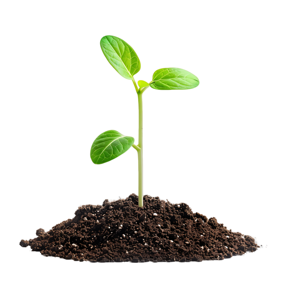 AI generated Transparent Sprout in Soil Set png