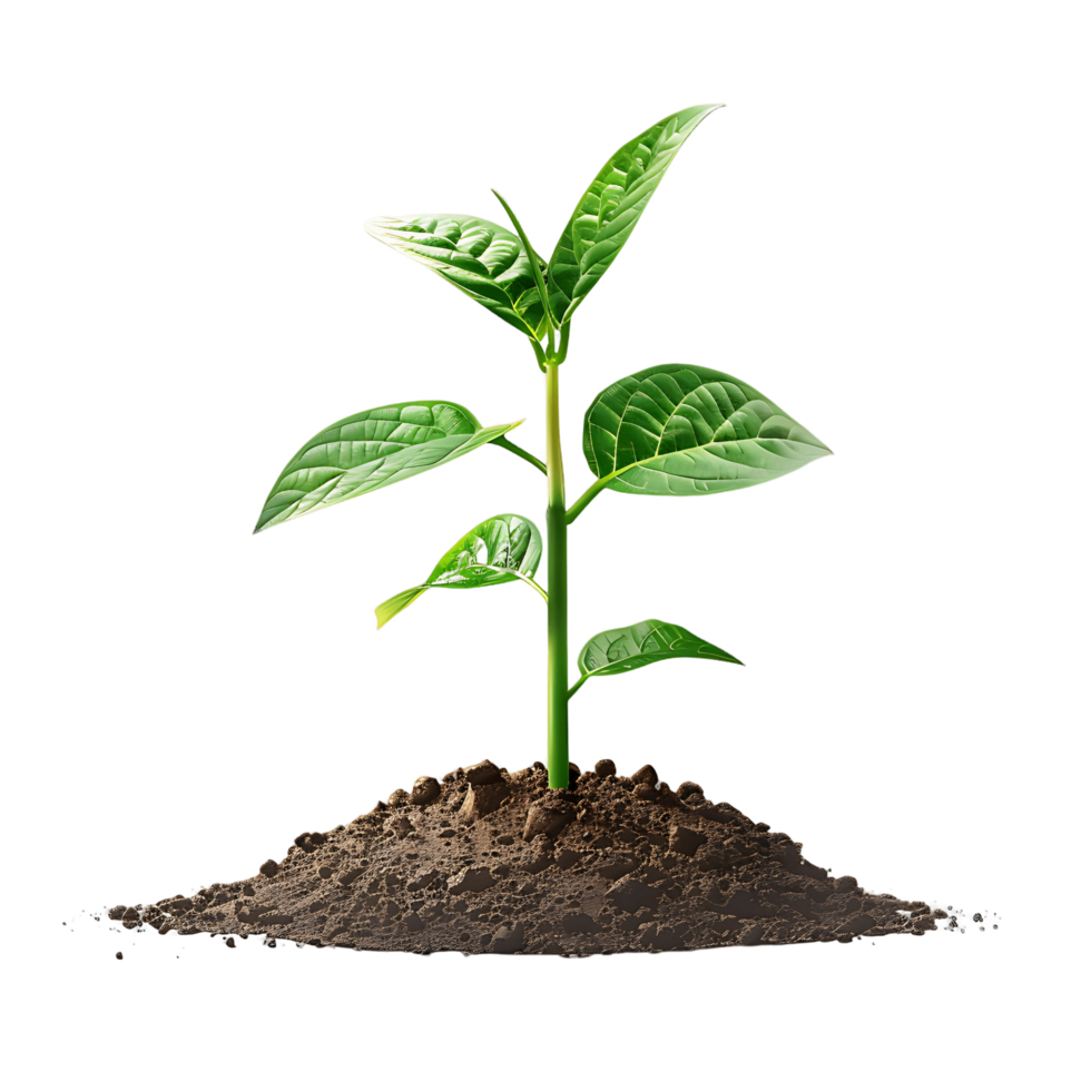 AI generated Germinating Seedling Isolated Clip Collection png