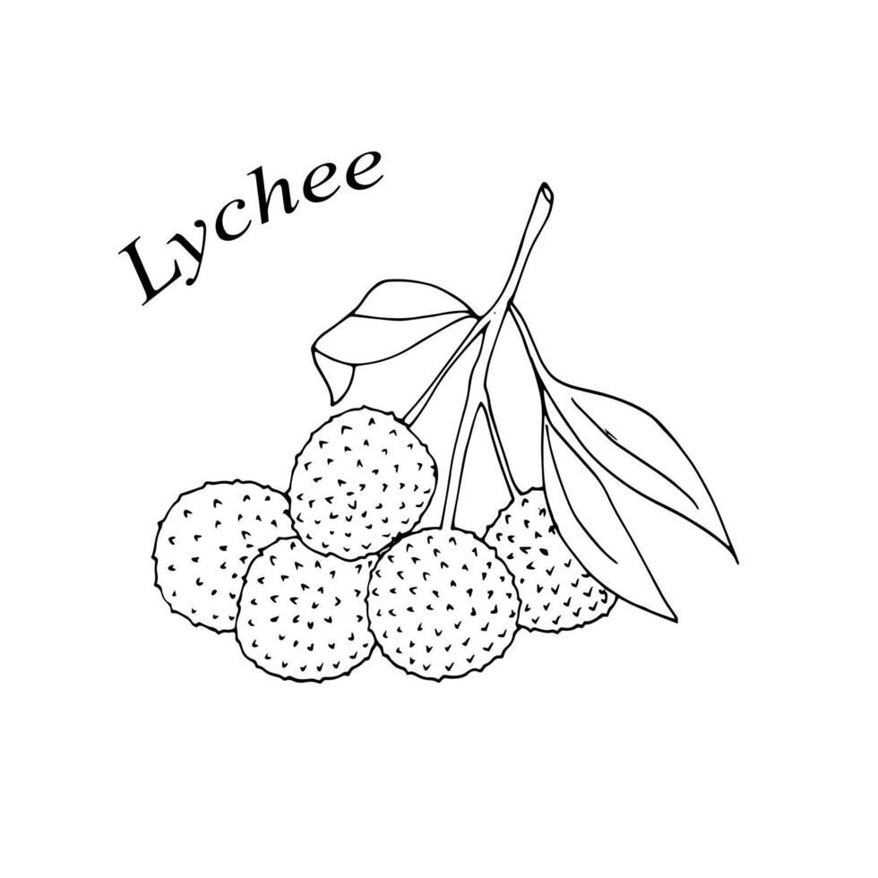 Hand-drawn lychee fruit. Vector illustration in doodle-style.  Branch of Lychee fruit with leaves isolated on white background. Vector illustration on white background.