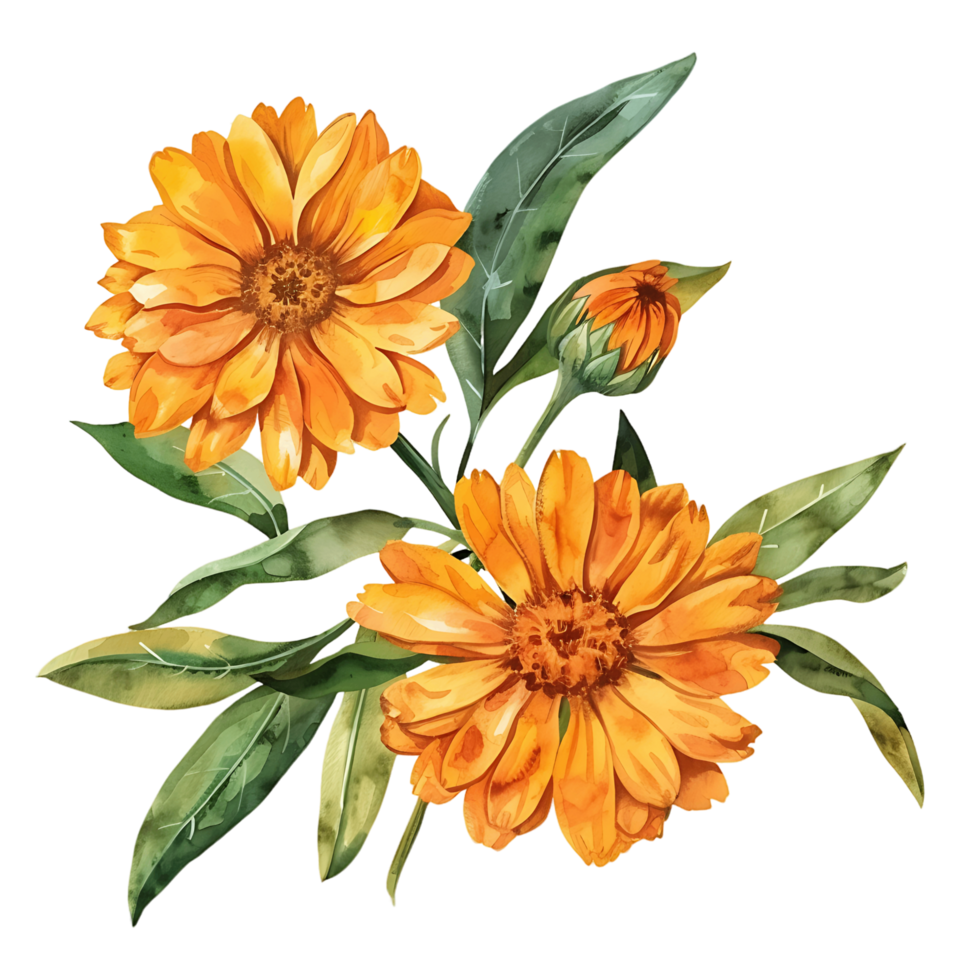 AI generated Radiant Watercolor Calendula Clipart png