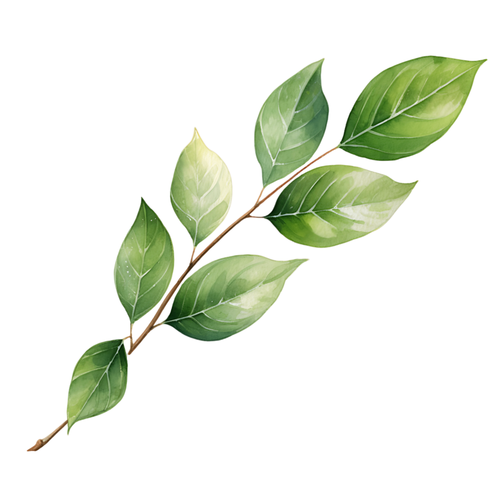 AI generated Ethereal Eucalyptus Leaves on Transparent Watercolor Canvas png