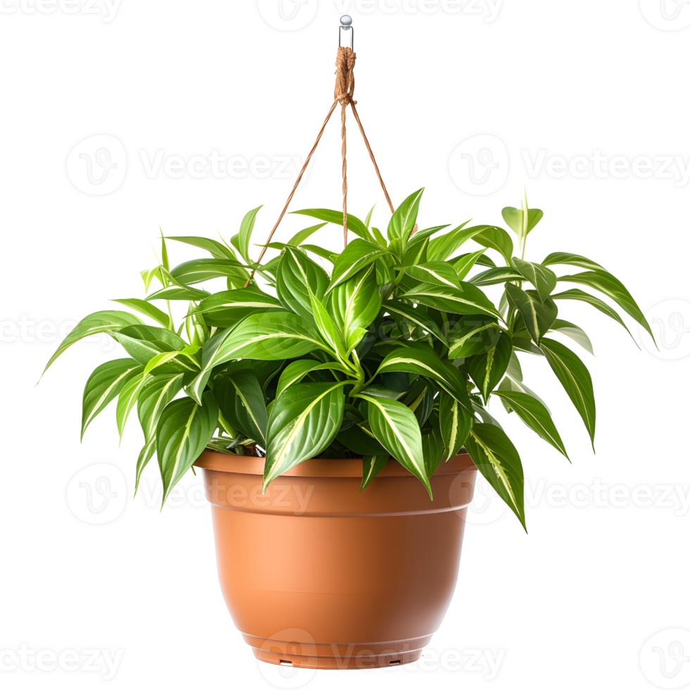 AI generated Terracotta Pot Hanging Plants Natural Decor png