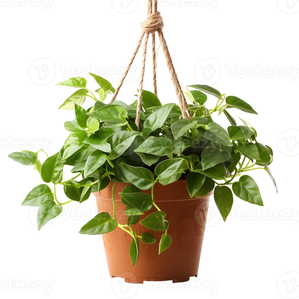AI generated Rustic Terracotta Pot Hanging Plants png