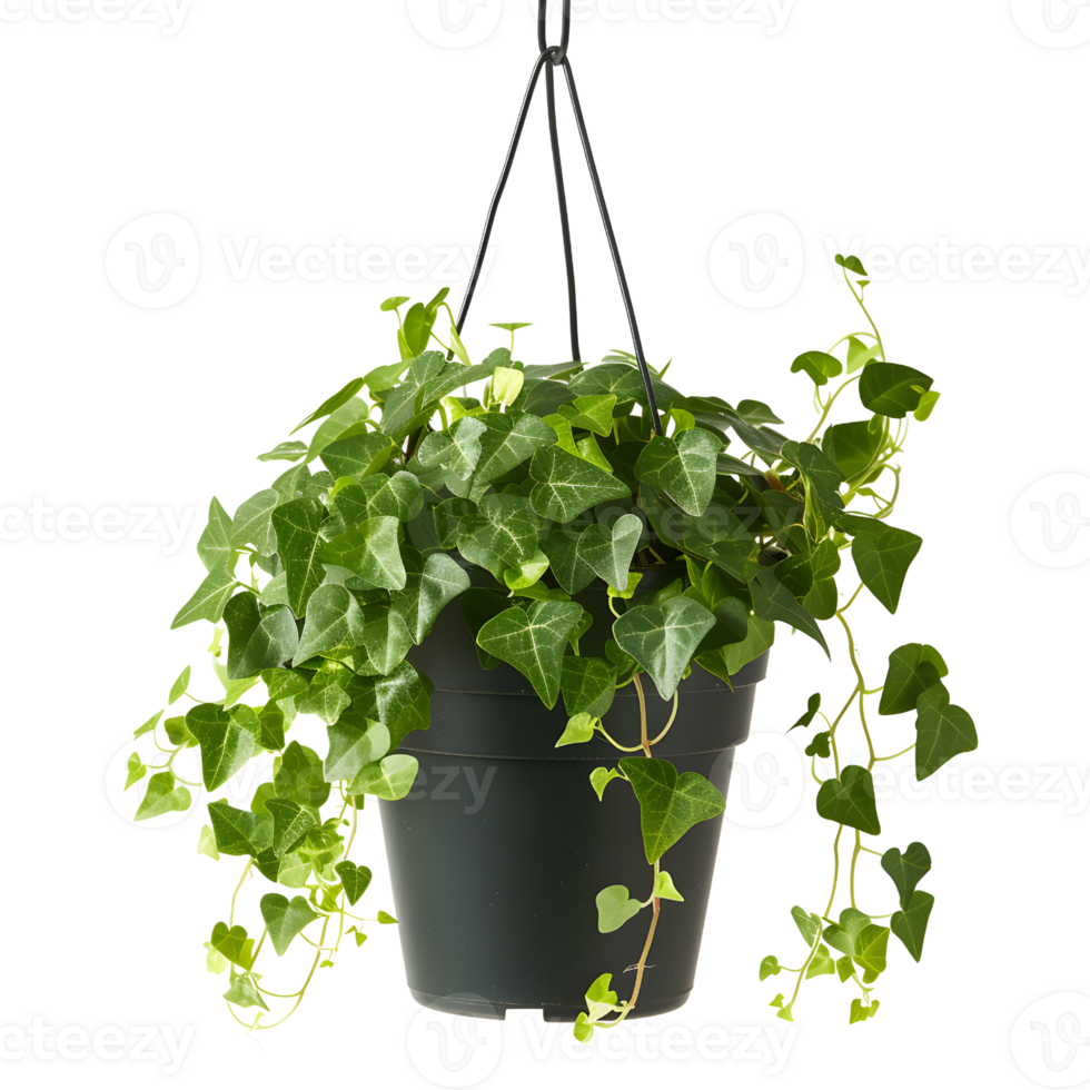 AI generated Black Pot Hanging Garden Greenery png