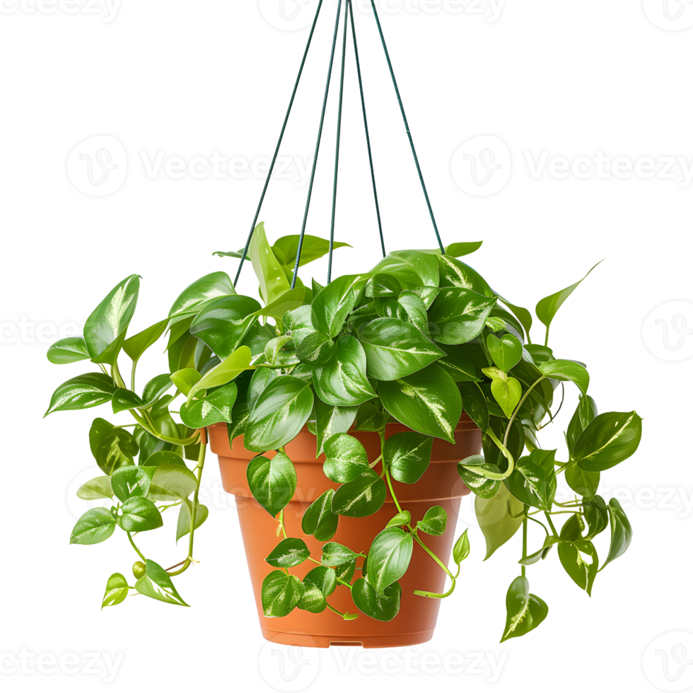 AI generated Hanging Plants in Terracotta Pots, Rustic Charm png