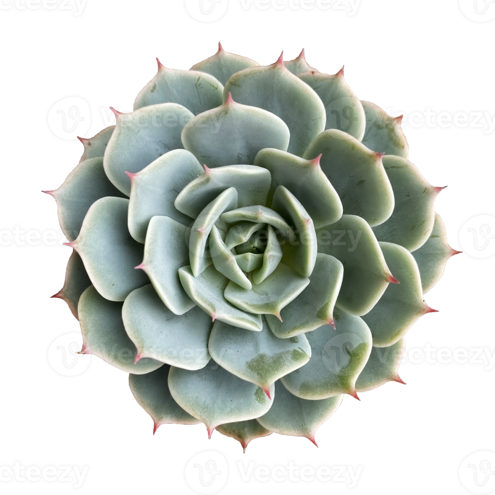 top view or flat lay cactus isolated transparent background png