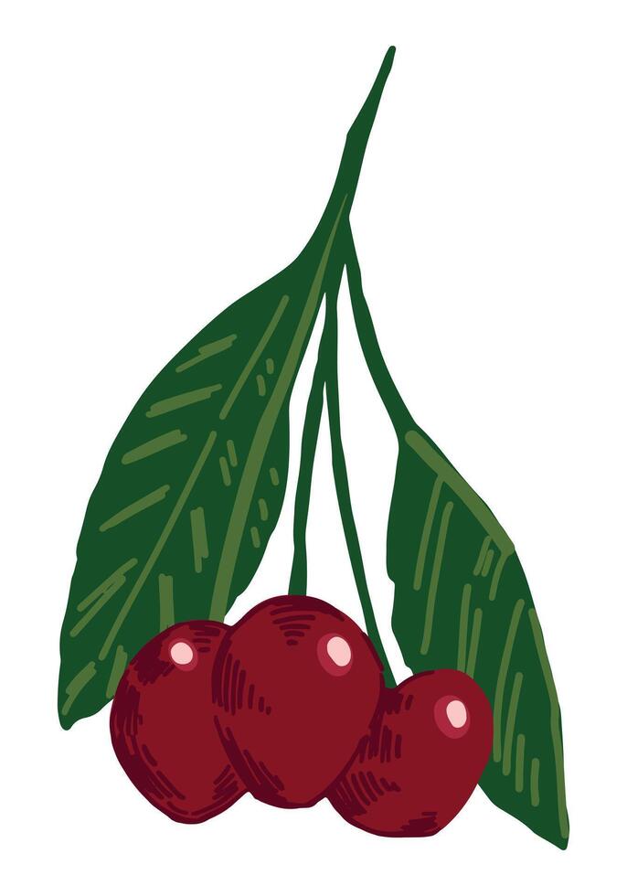 Cherry fruit clipart. Doodle of summer edible harvest. Cartoon vector botany illustration isolated on white background.