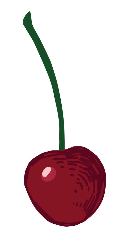 Cereza Fruta clipart. garabatear de verano comestible cosecha. dibujos animados vector botánica ilustración aislado en blanco antecedentes.