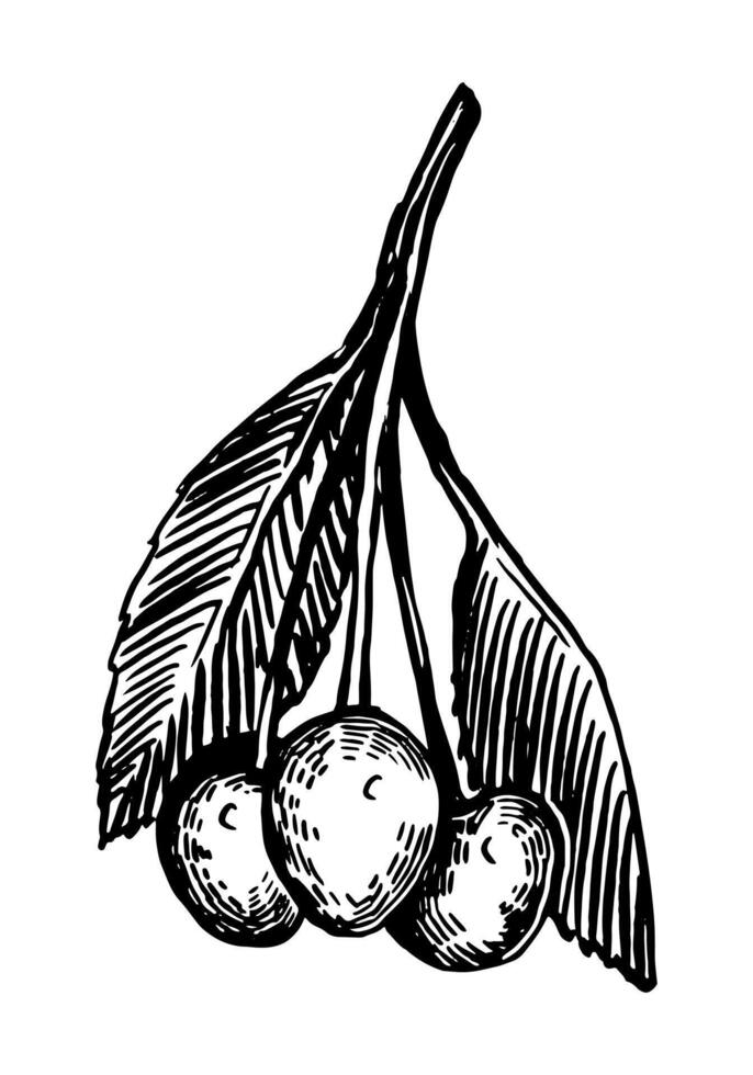 Cherry fruit clipart. Summer edible harvest. Hand drawn vector illustration. Retro engraving style drawing isolated on white background.