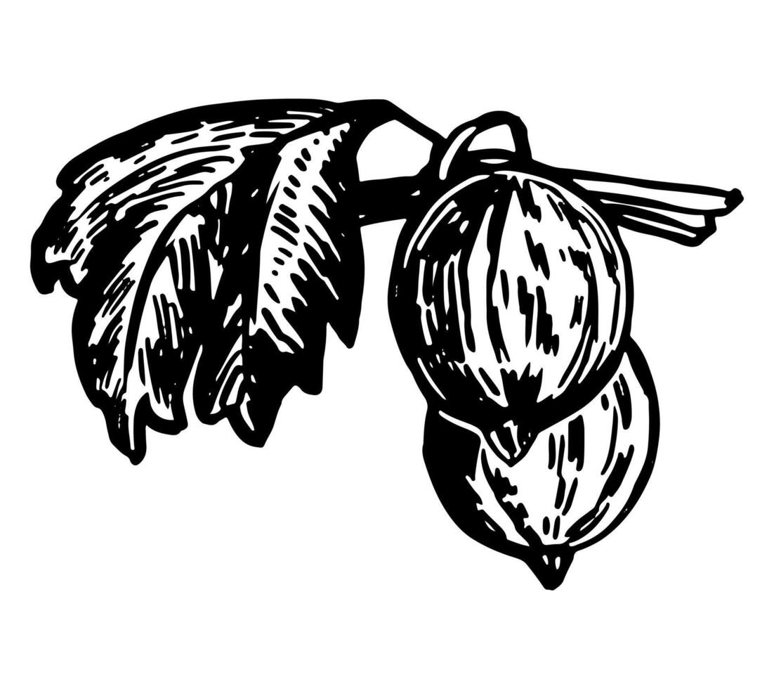 Grosella bayas ramita clipart. verano comestible cosecha. mano dibujado vector botánica ilustración. retro grabado estilo dibujo aislado en blanco antecedentes.