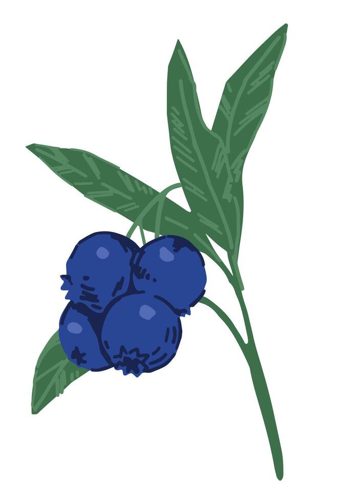 Blueberry twig berries clipart. Doodle of summer edible harvest. Cartoon vector botany illustration isolated on white background.