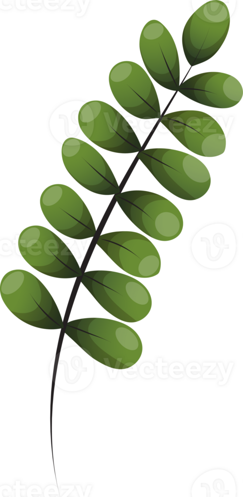 floral elements. Flower and green leaves. Wedding concept png
