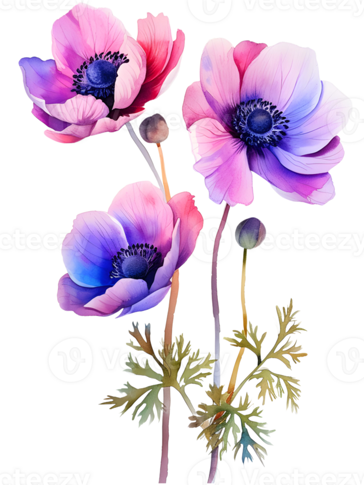 AI generated Anemones Minimalist watercolor flower png