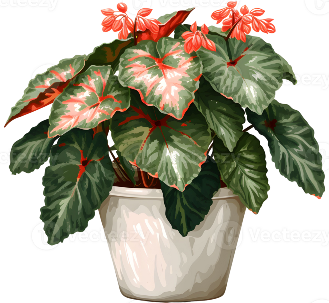 AI generated painted leaf begonia that thrives in a pot which is a decoration in a restaurant with a garden concept png