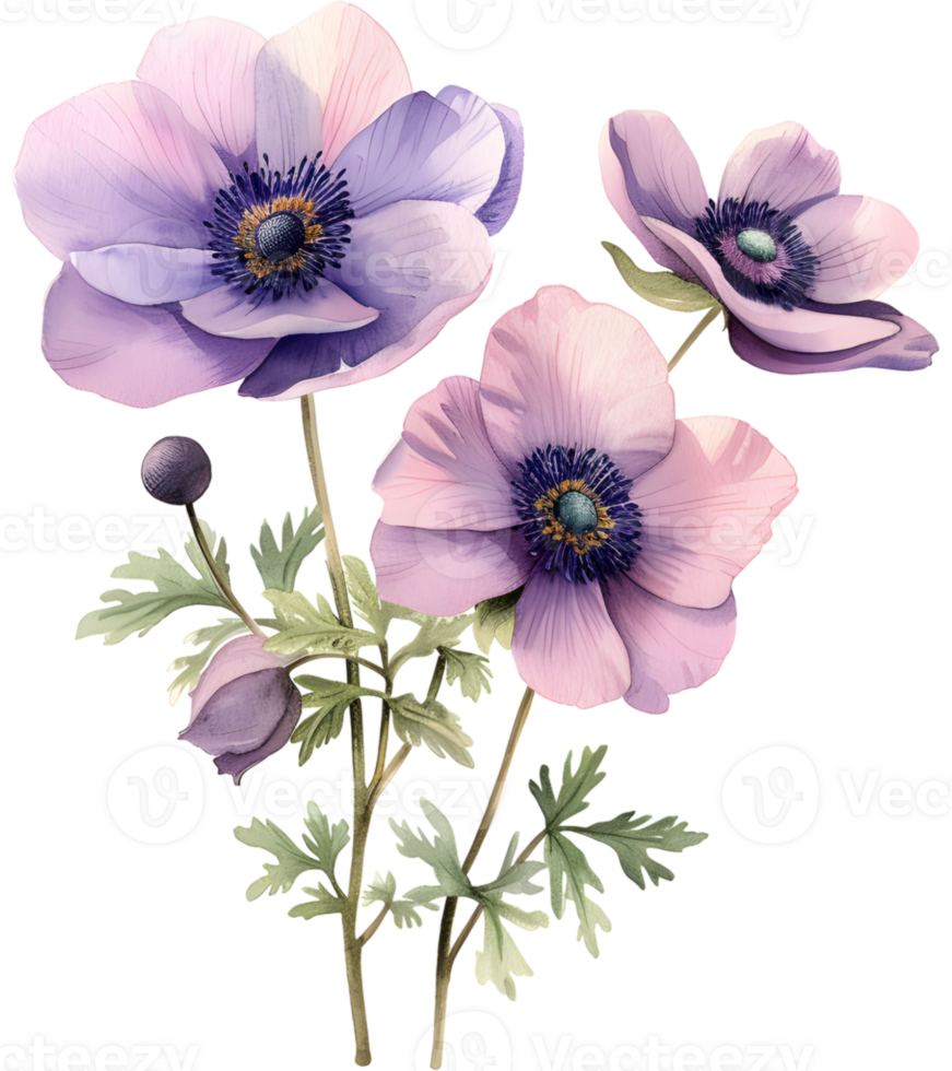 AI generated Anemones Minimalist watercolor flower png