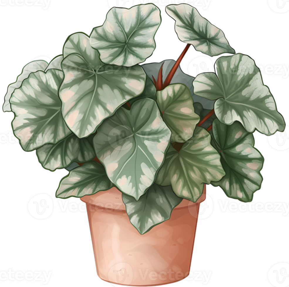 AI generated painted leaf begonia that thrives in a pot which is a decoration in a restaurant with a garden concept png