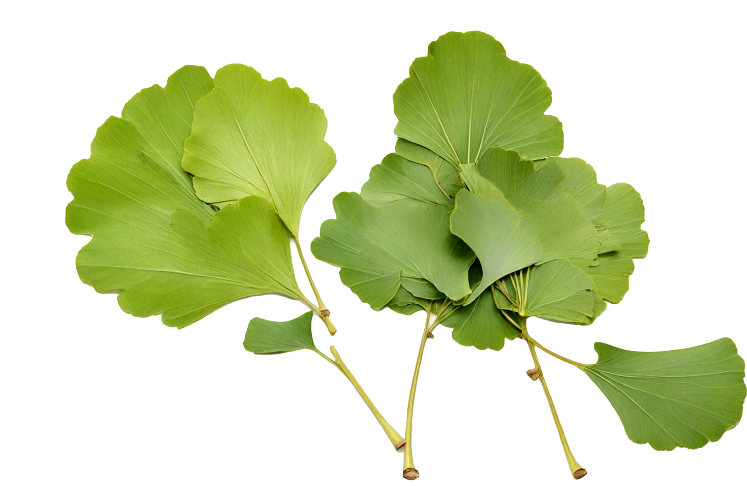AI generated Ginkgo biloba leaves isolated on transparent background png