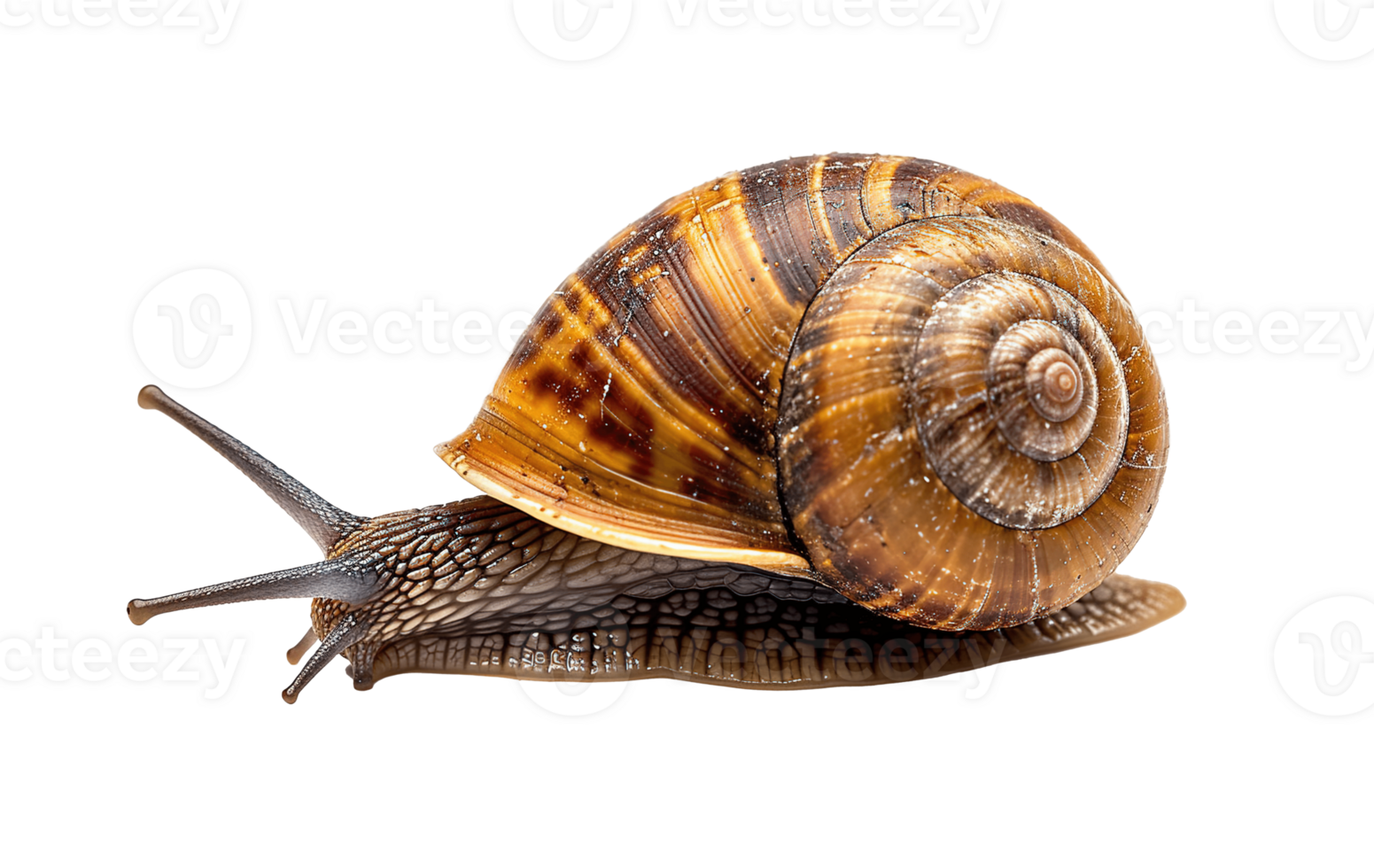 AI generated Snail PNG cutout isolated on transparent background, graphic resource