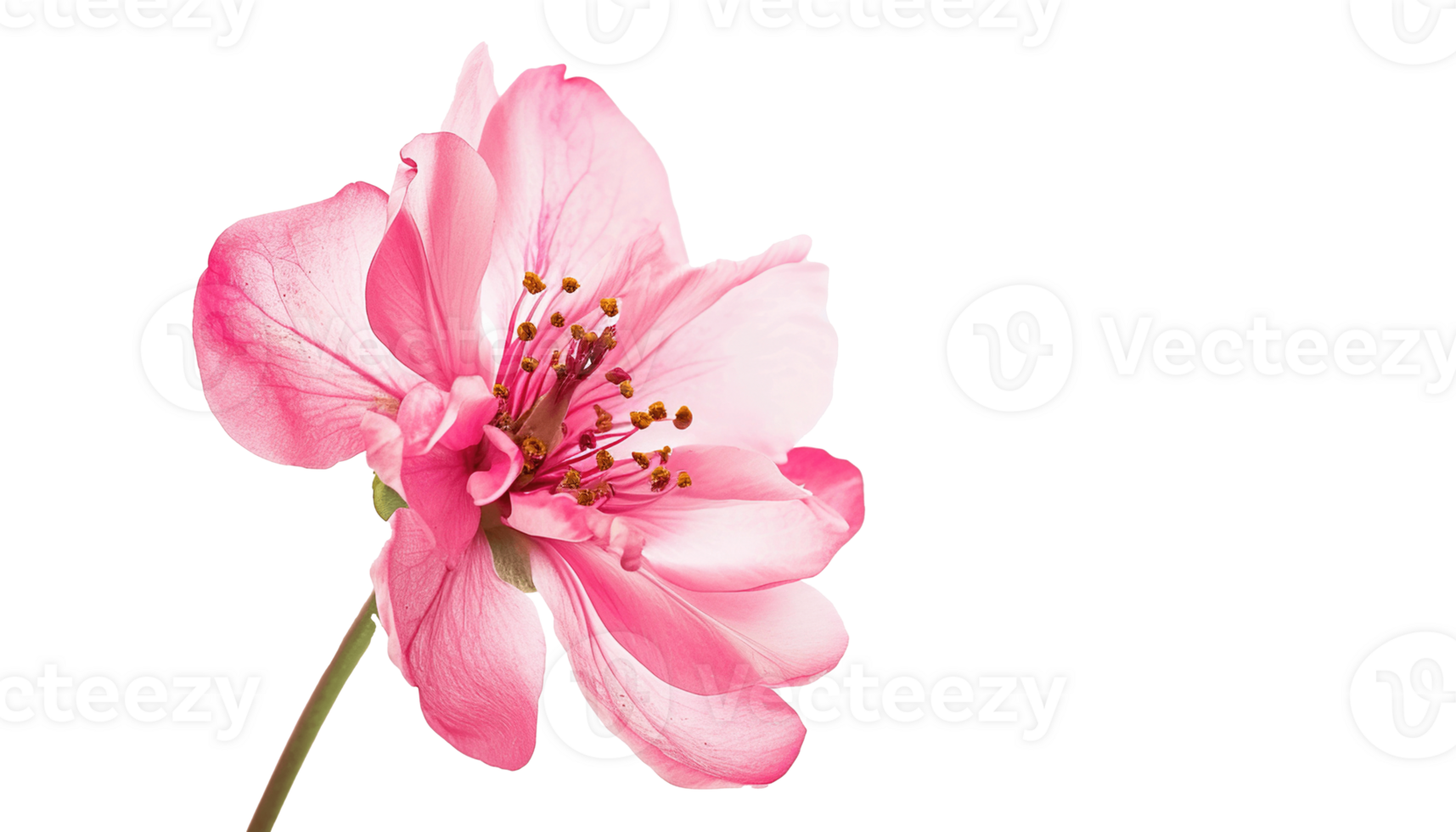 AI generated Pink cherry blossom sakura flower isolated on transparent background, PNG cutout graphic resource