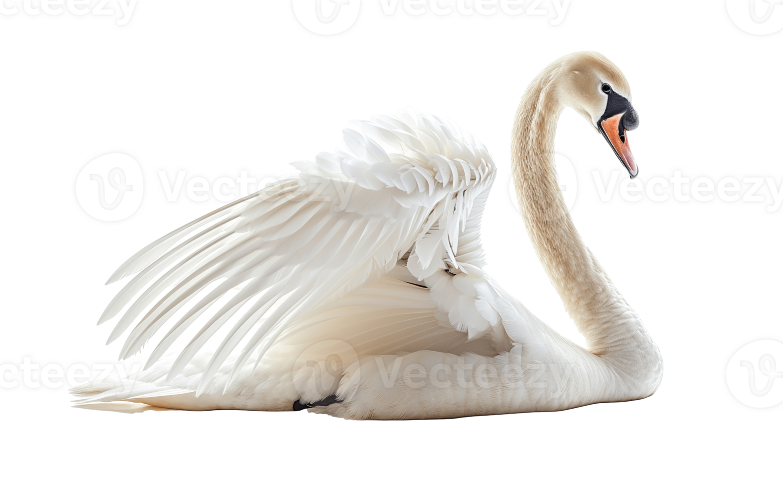 AI generated White swan sitting profile view PNG cutout isolated on transparent background, graphic resource
