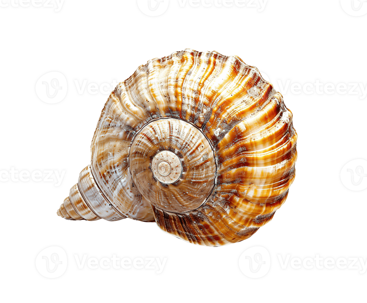 AI generated Ornate sea shell PNG isolated on transparent background, graphic resource