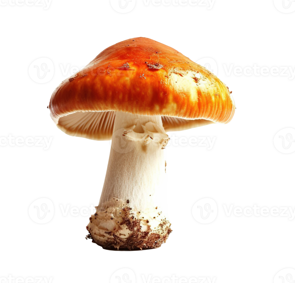 AI generated Amanita muscaria mushroom with a red cap isolated on transparent background, PNG cutout graphic resource