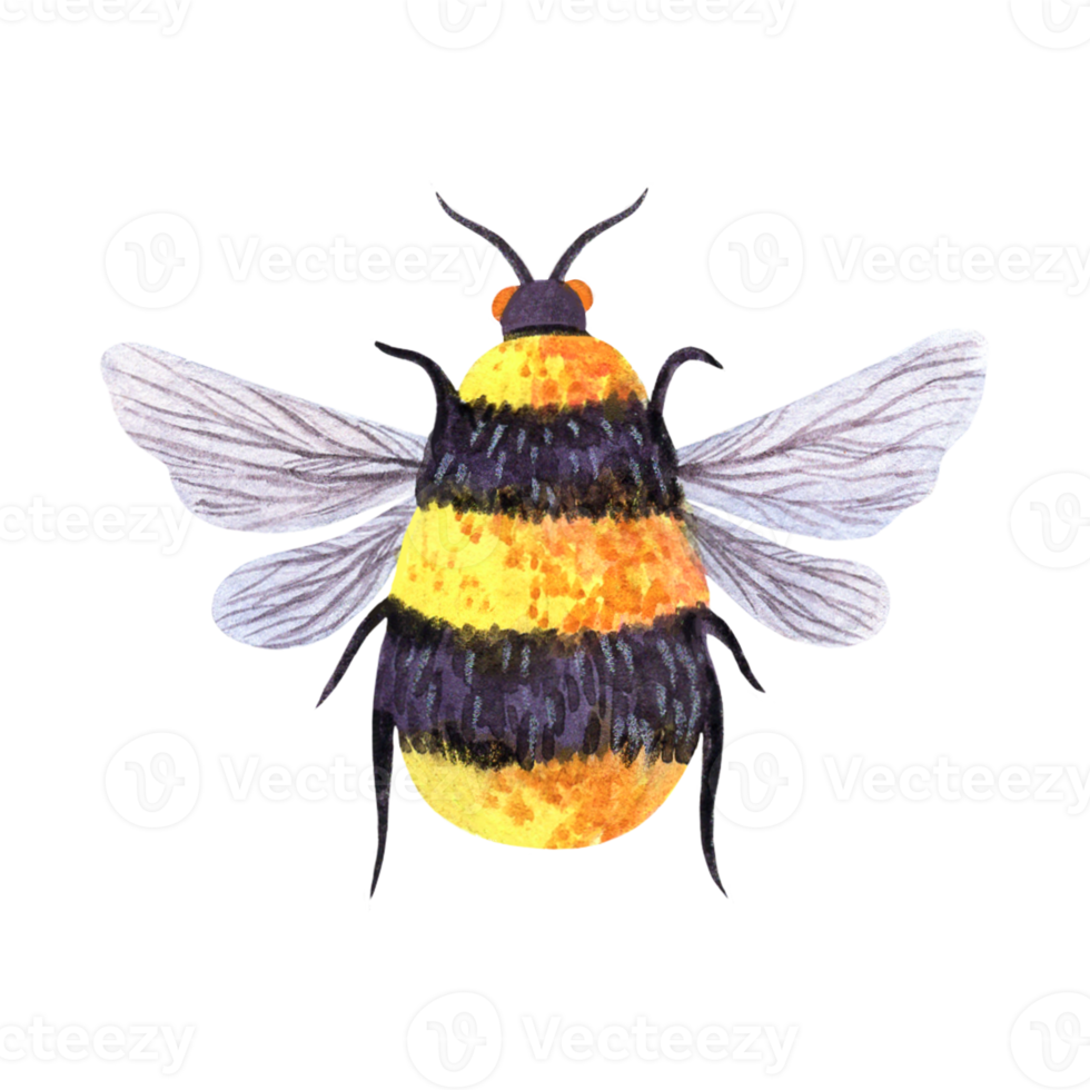 Honey bee watercolor illustration. Cute fluffy bumblebee close-up, top view. Tiny striped animal with wings, fur with pollen. Hand drawn colorful clipart png