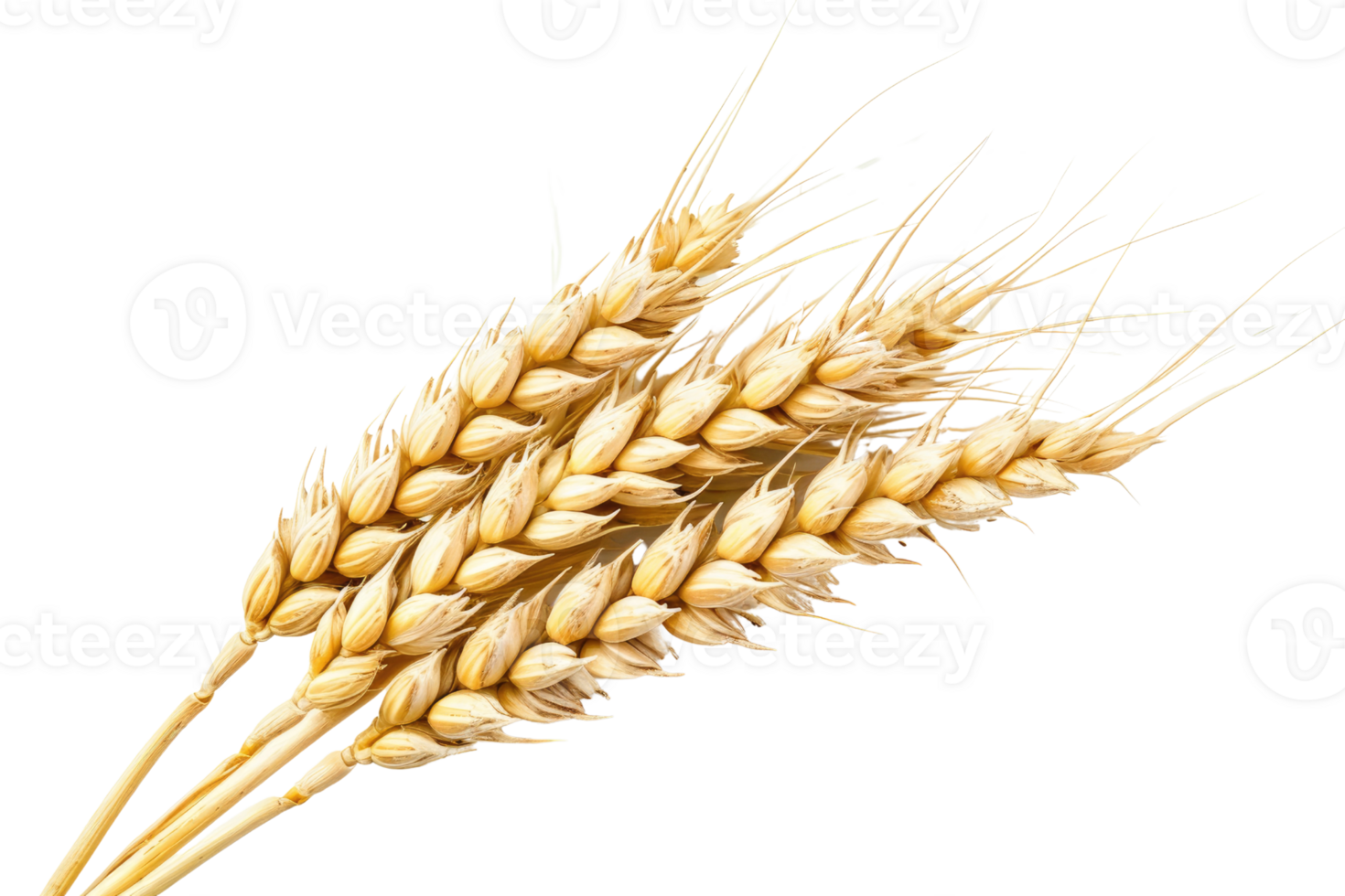 AI generated Wheat Ear On Transparent Background png