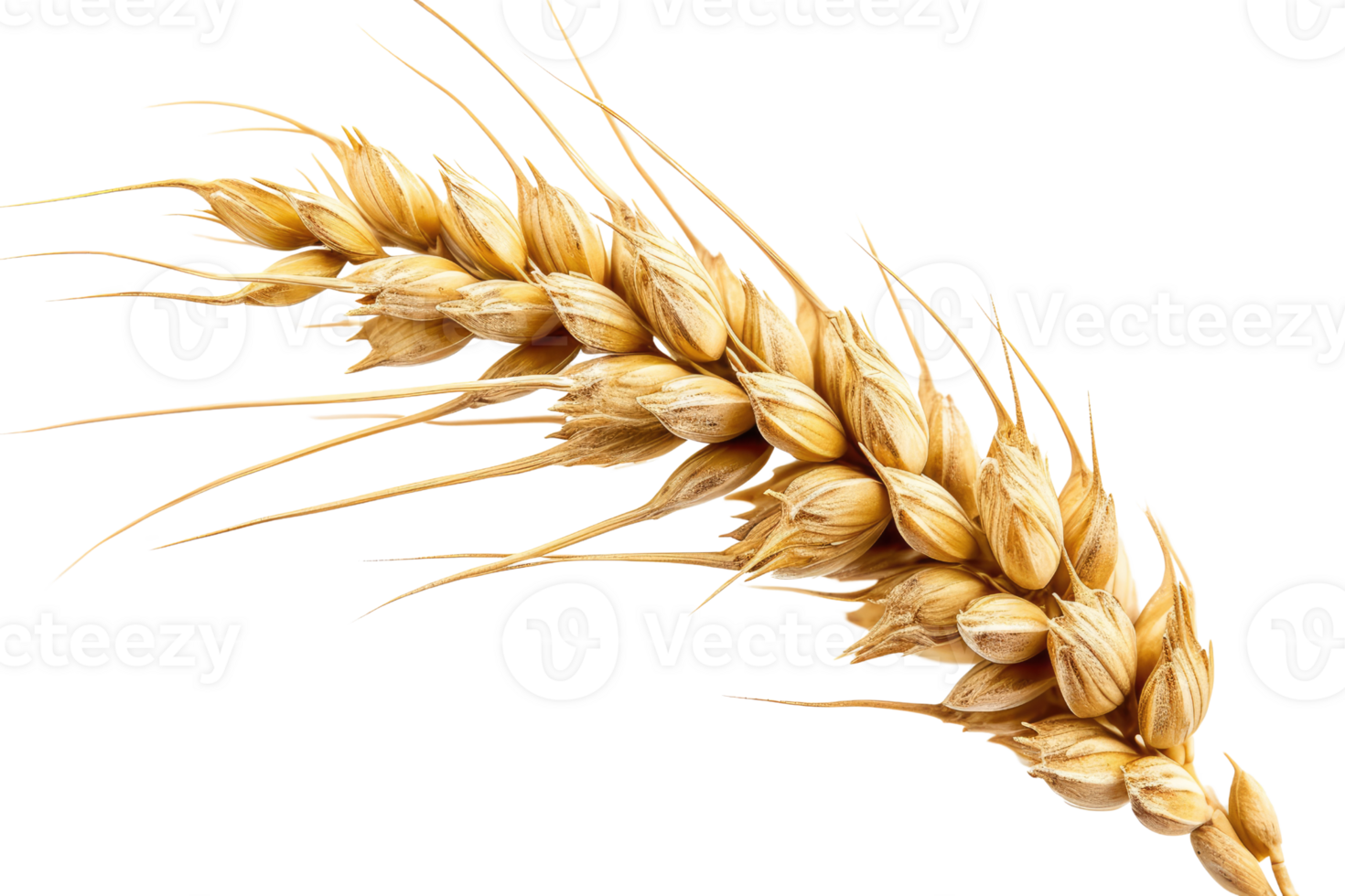 AI generated Wheat Ear On Transparent Background png