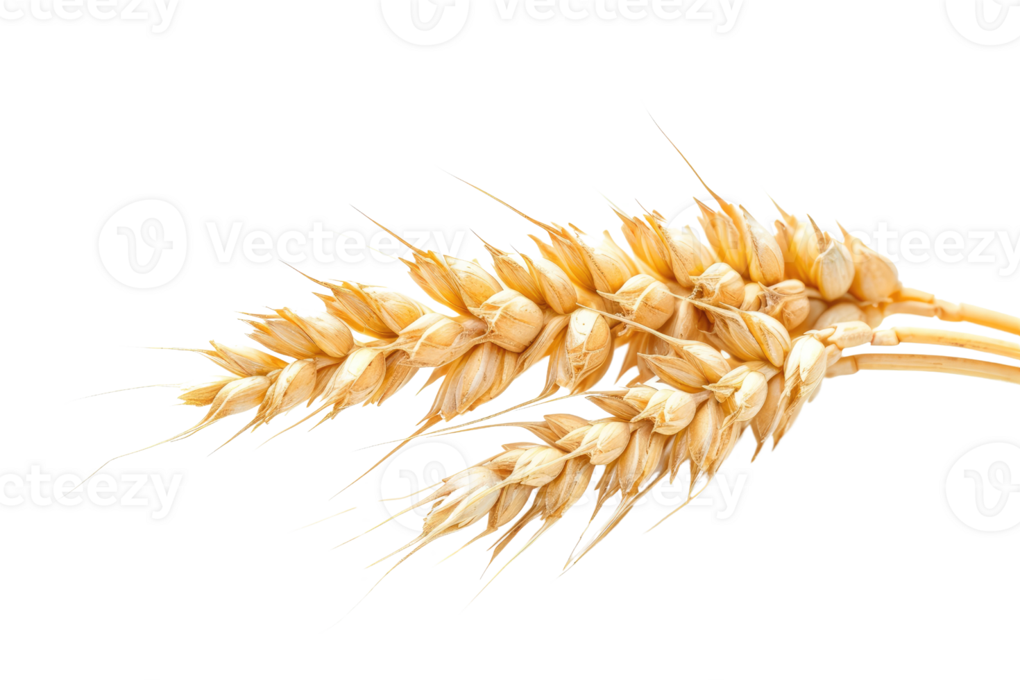 AI generated Wheat Ear On Transparent Background png