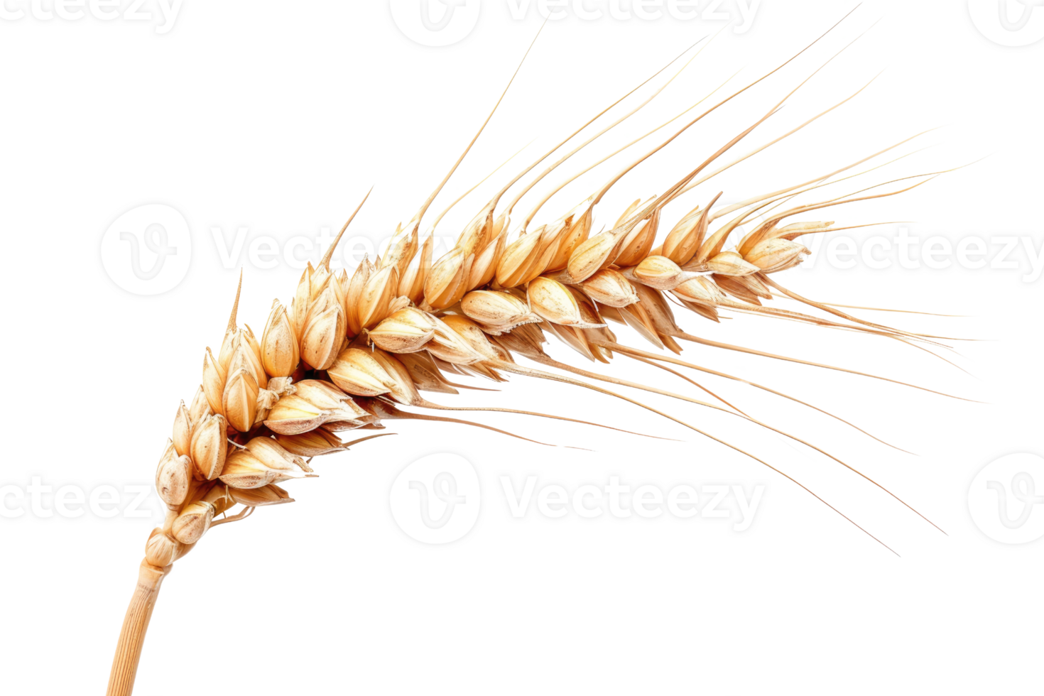 AI generated Wheat Ear On Transparent Background png