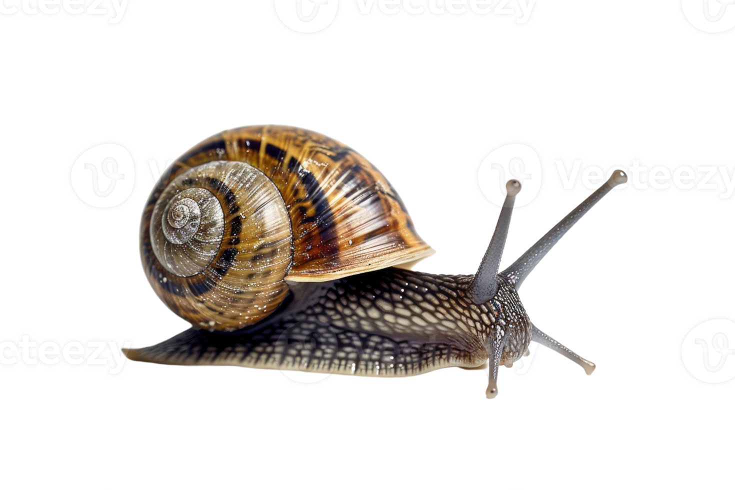 AI generated snail isolated on transparent background png
