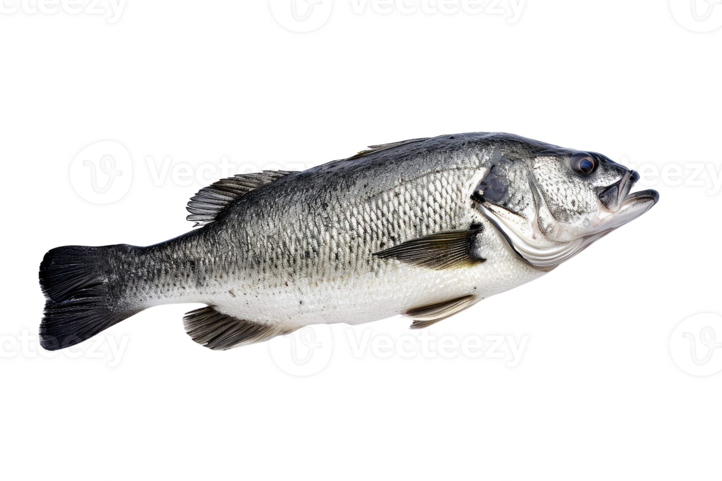 AI generated Fresh sea bass fish isolated on transparent background png
