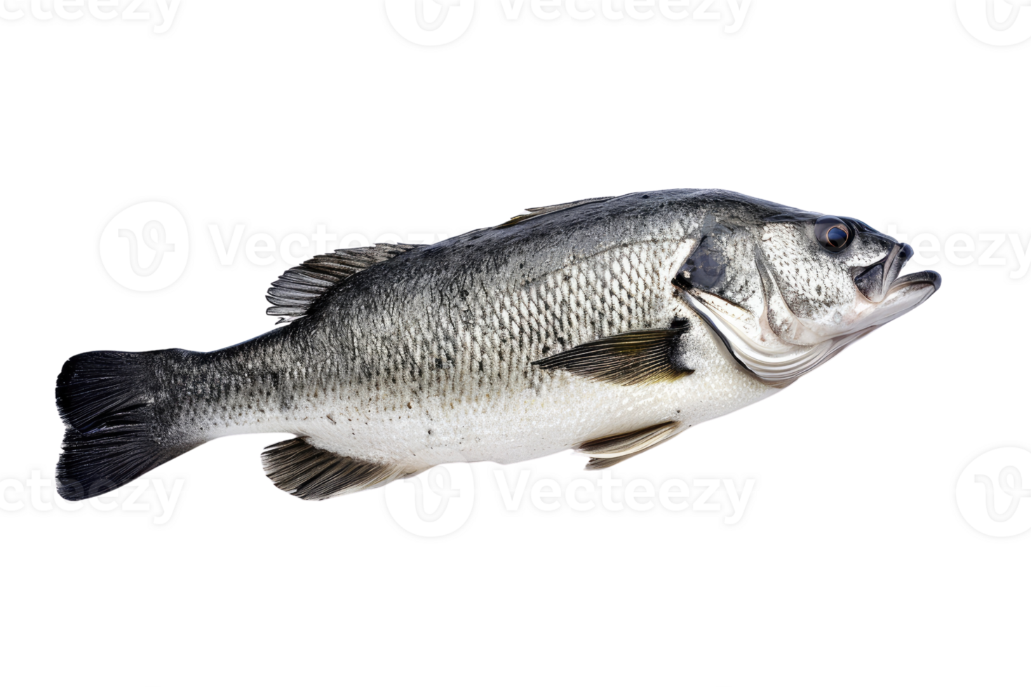 AI generated Fresh sea bass fish isolated on transparent background png