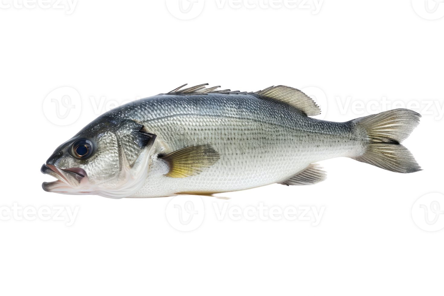 AI generated Fresh sea bass fish isolated on transparent background png