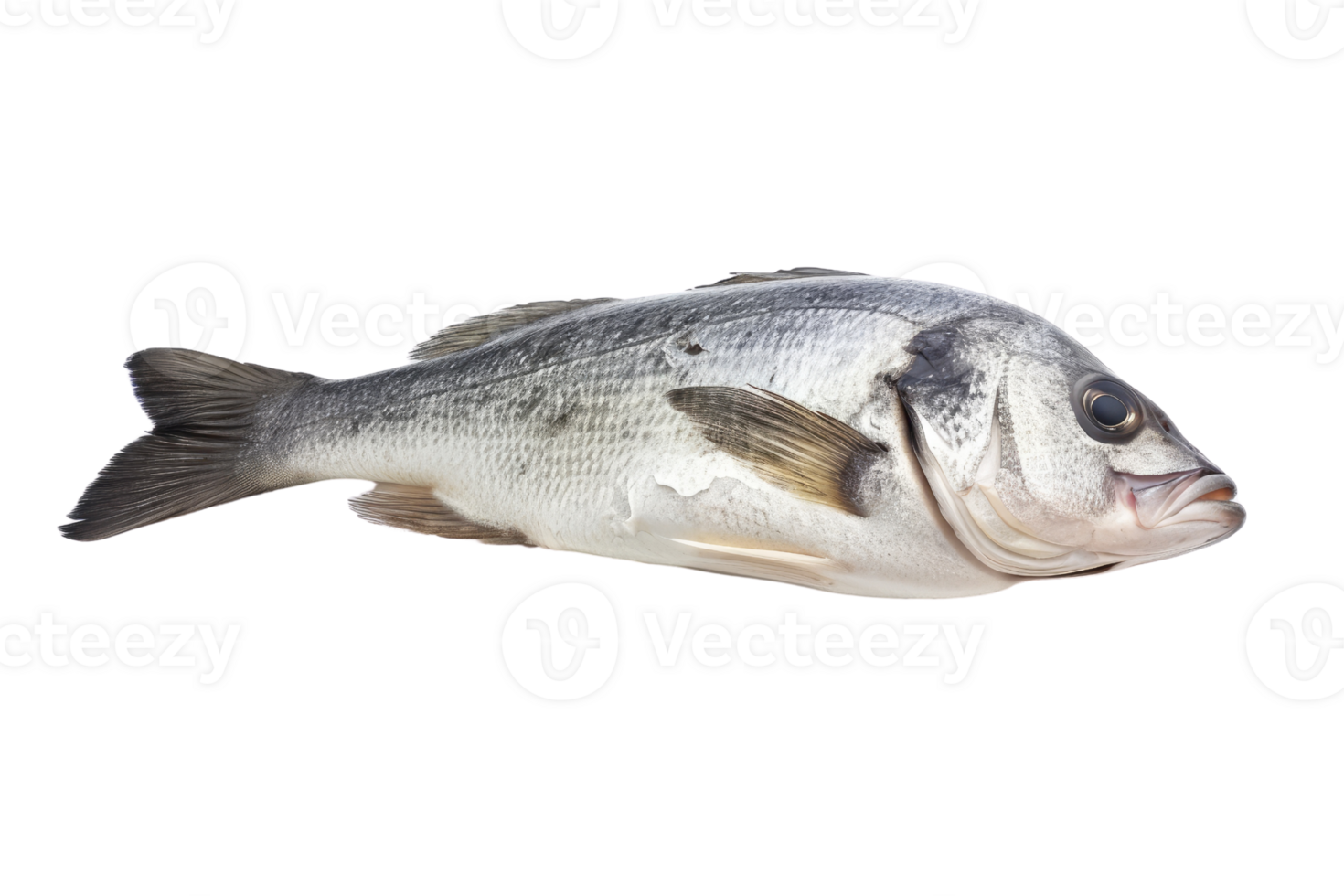 AI generated Fresh sea bass fish isolated on transparent background png