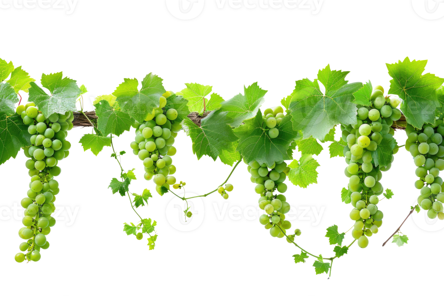 AI generated green grapevine isolated on transparent background png