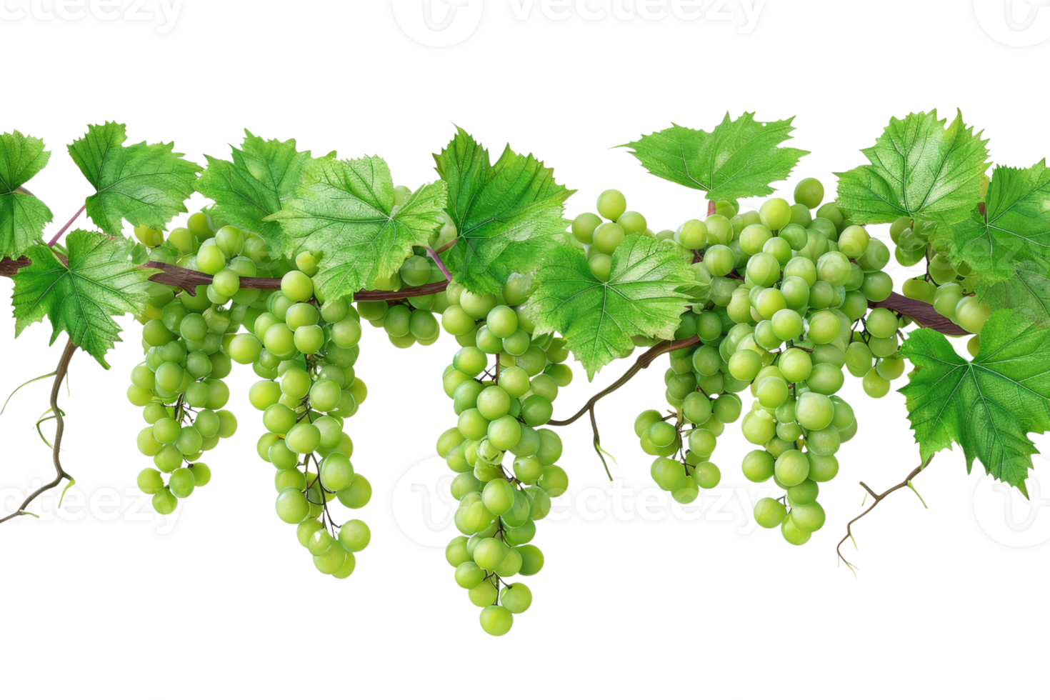 AI generated green grapevine isolated on transparent background png