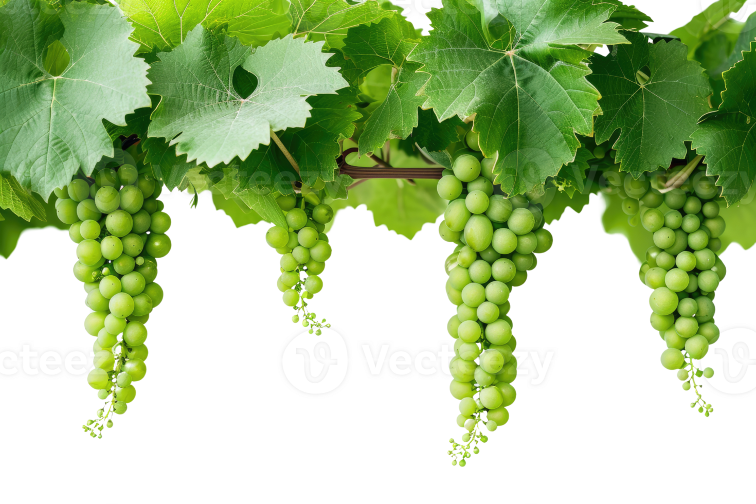AI generated green grapevine isolated on transparent background png